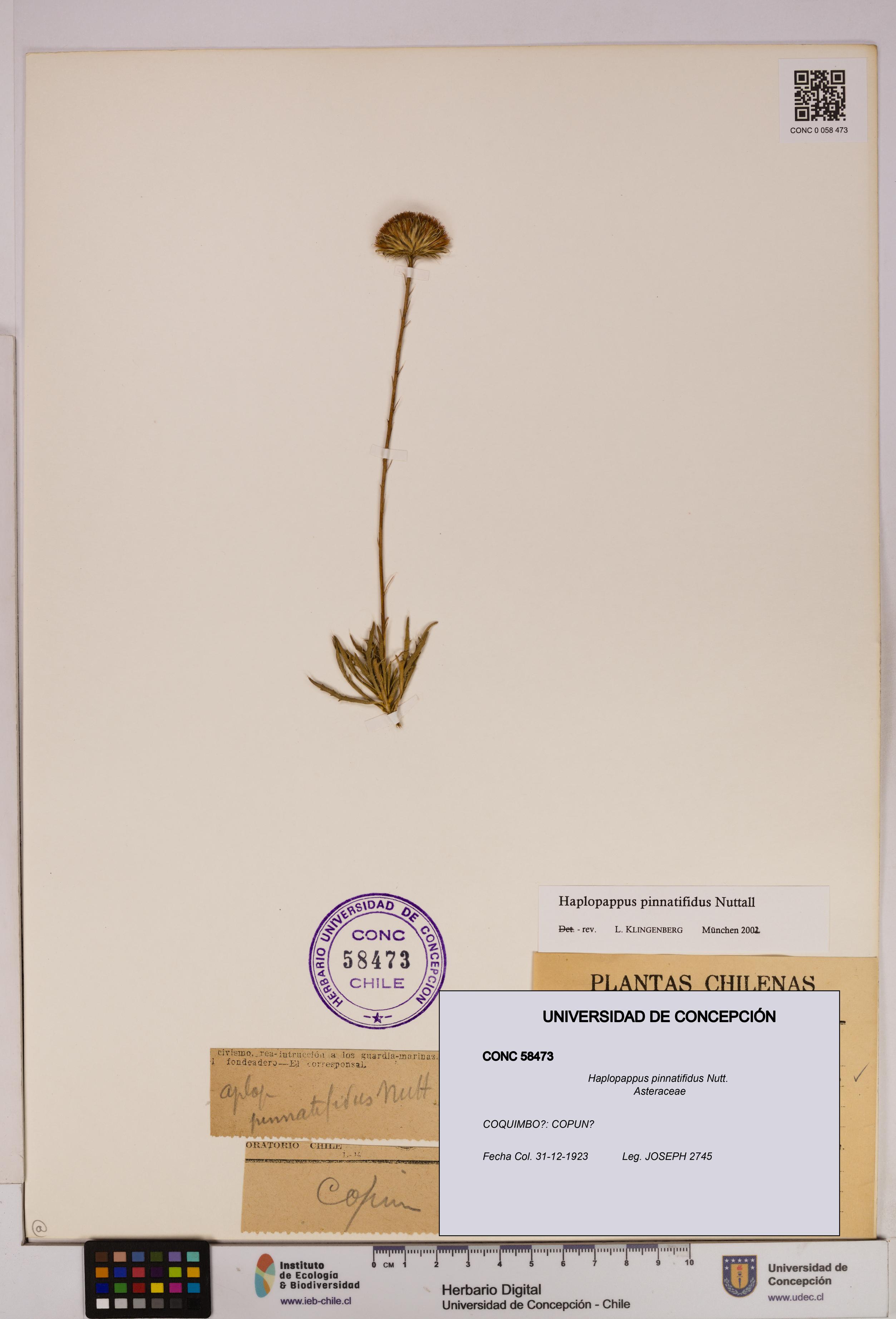 Haplopappus pinnatifidus [Espécimen: UDEC:CONC:0058473]