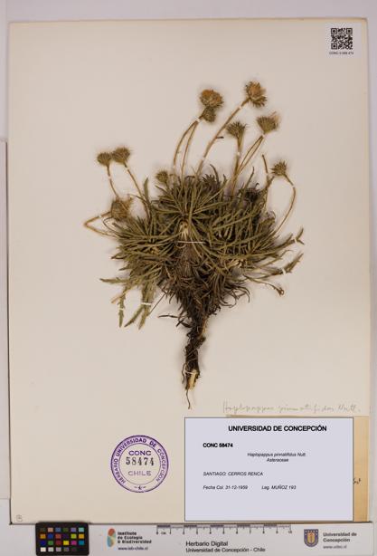 Haplopappus pinnatifidus [Espécimen: UDEC:CONC:0058474]