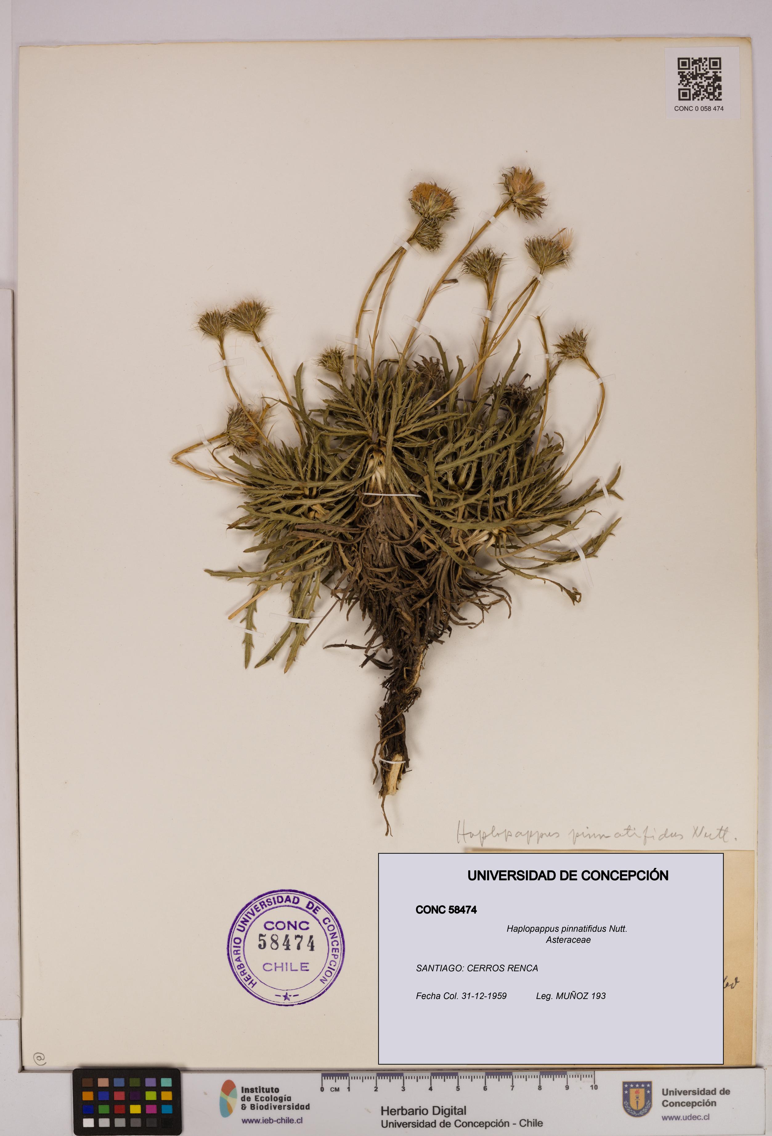 Haplopappus pinnatifidus [Espécimen: UDEC:CONC:0058474]