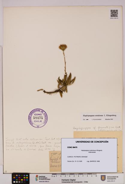 Haplopappus setulosus [Espécimen: UDEC:CONC:0058475]