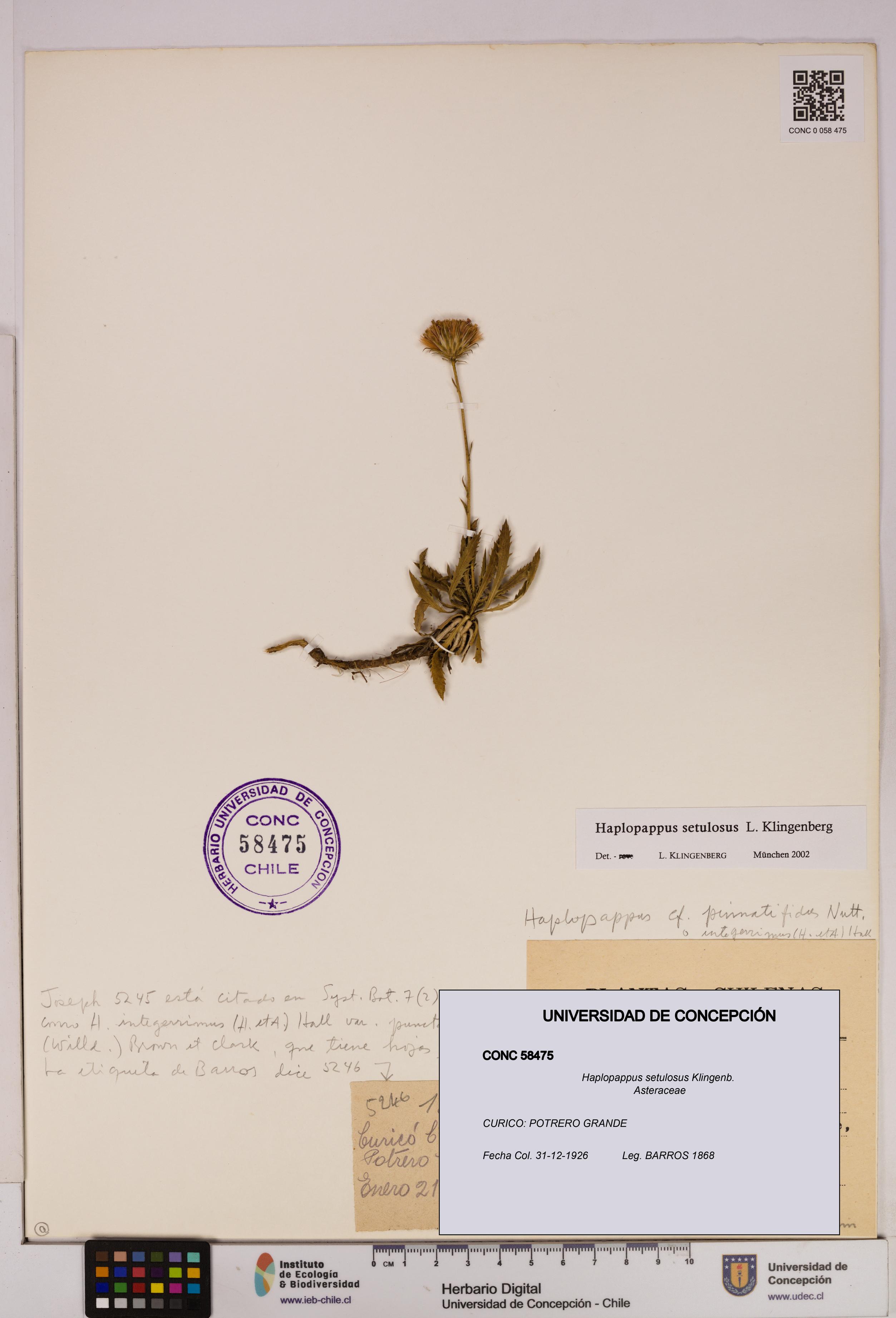 Haplopappus setulosus [Espécimen: UDEC:CONC:0058475]