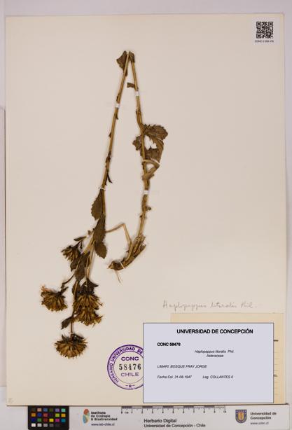 Haplopappus litoralis [Espécimen: UDEC:CONC:0058476]