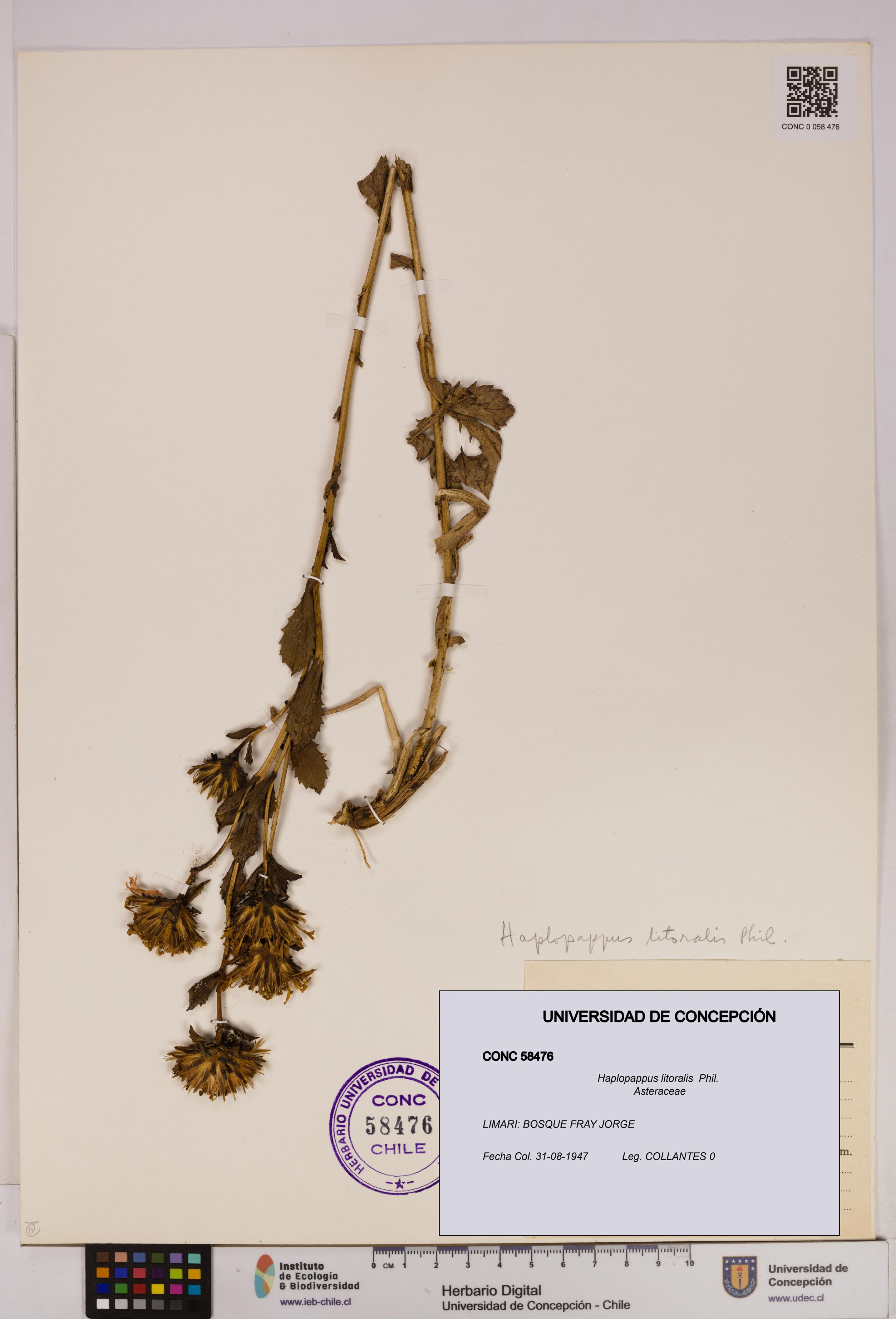 Haplopappus litoralis [Espécimen: UDEC:CONC:0058476]