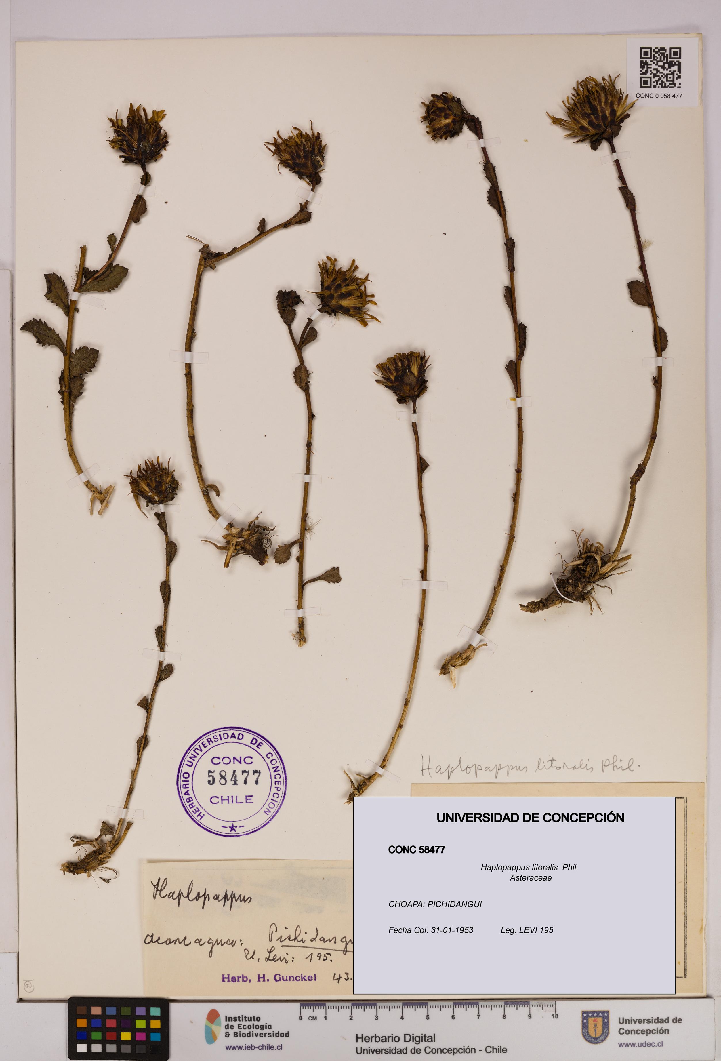 Haplopappus litoralis [Espécimen: UDEC:CONC:0058477]