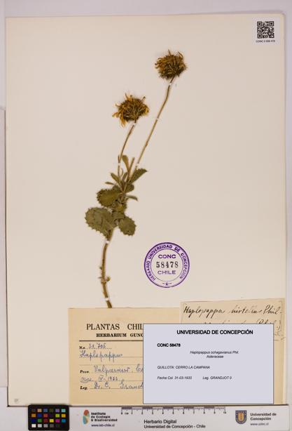 Haplopappus ochagavianus [Espécimen: UDEC:CONC:0058478]