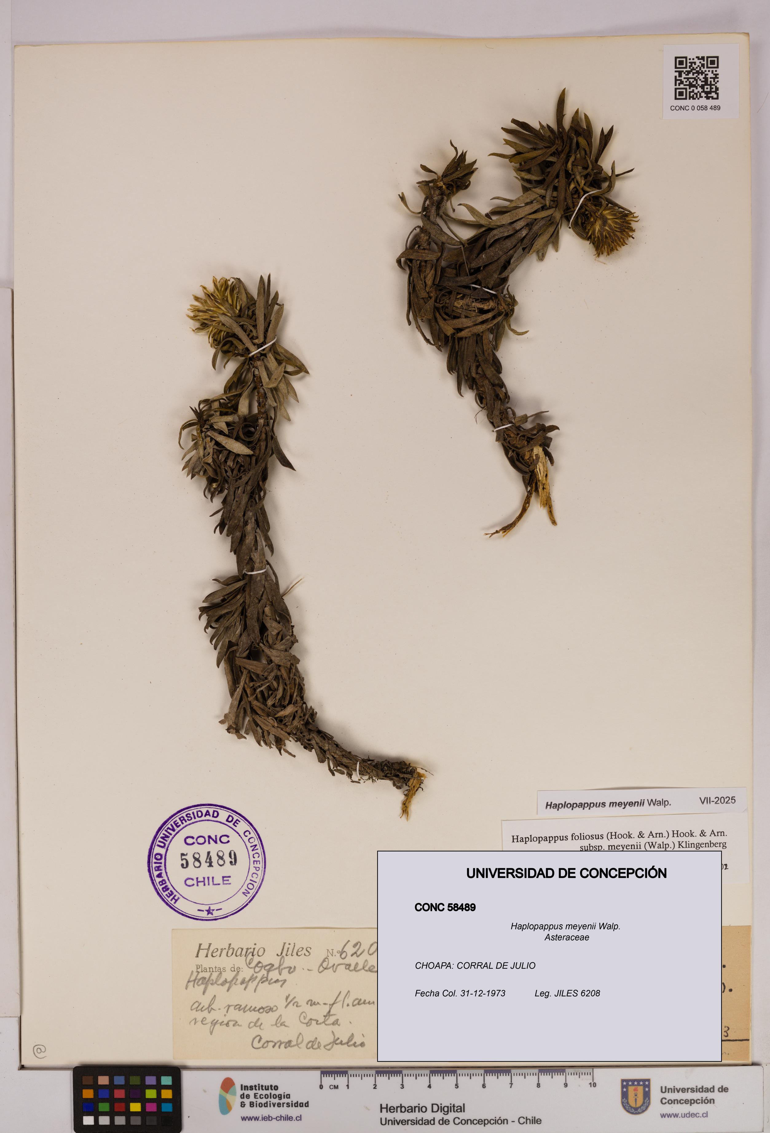Haplopappus meyenii [Espécimen: UDEC:CONC:0058489]