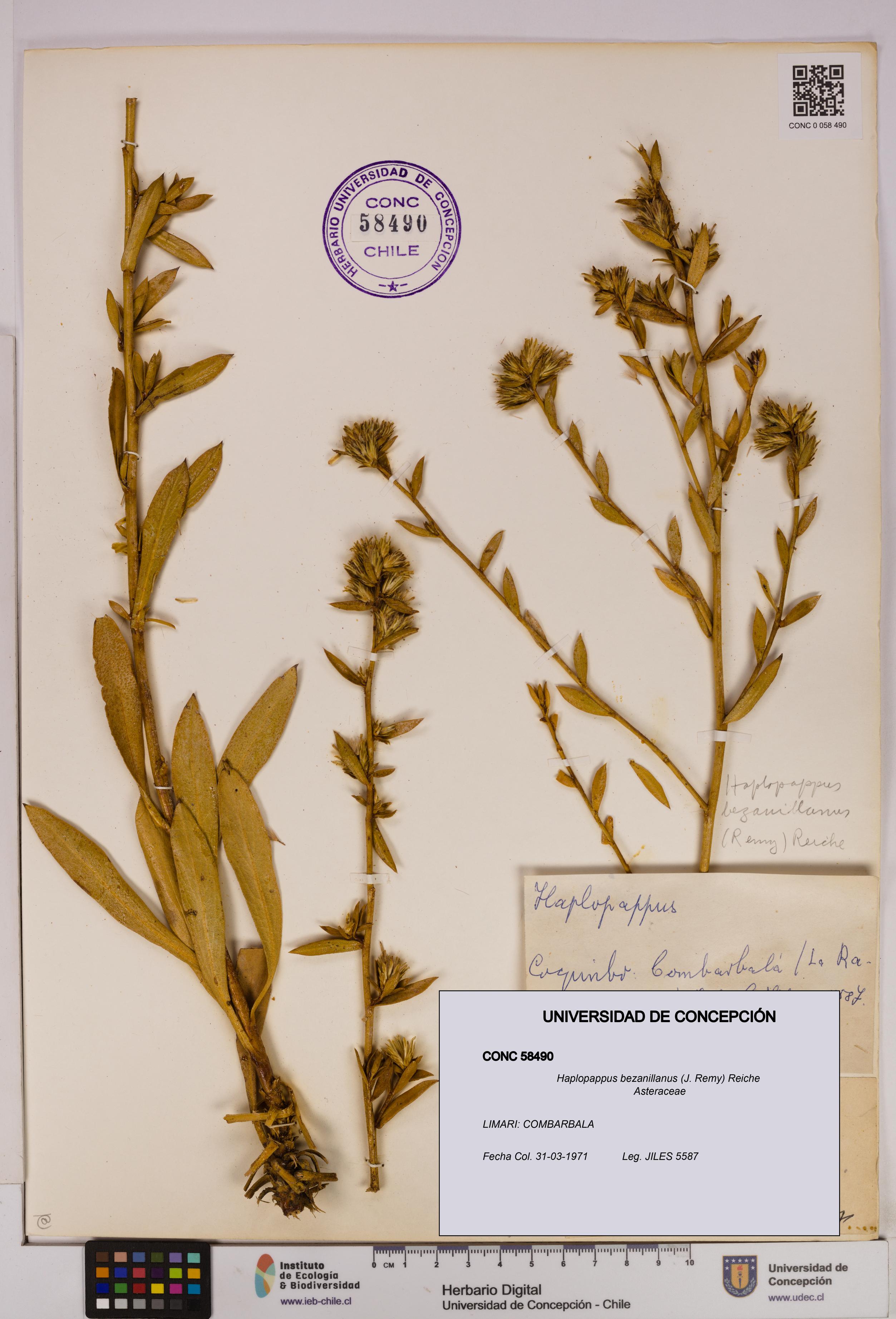 Haplopappus bezanillanus [Espécimen: UDEC:CONC:0058490]