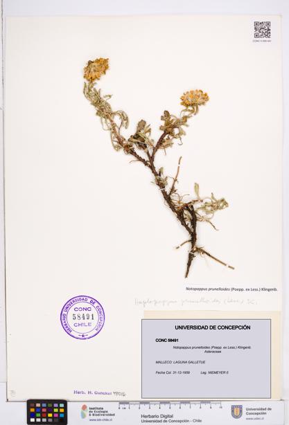 Notopappus prunelloides [Espécimen: ]