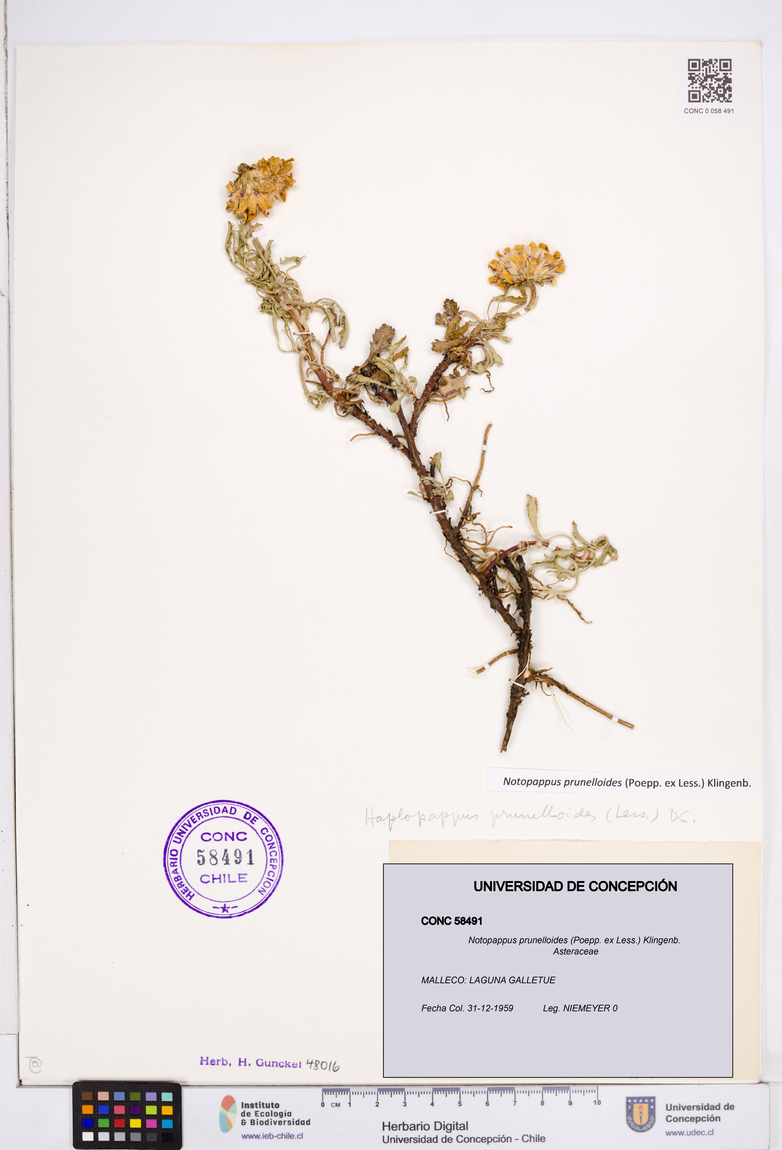 Notopappus prunelloides [Espécimen: ]