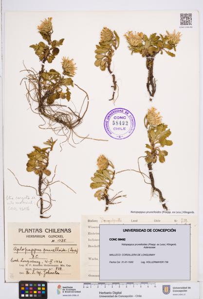 Notopappus prunelloides [Espécimen: ]