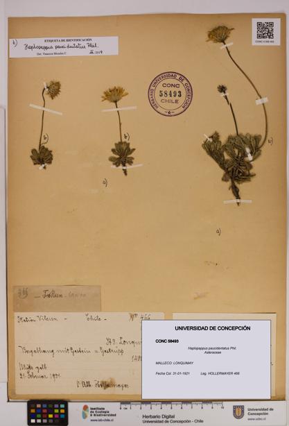 Haplopappus paucidentatus [Espécimen: UDEC:CONC:0058493]