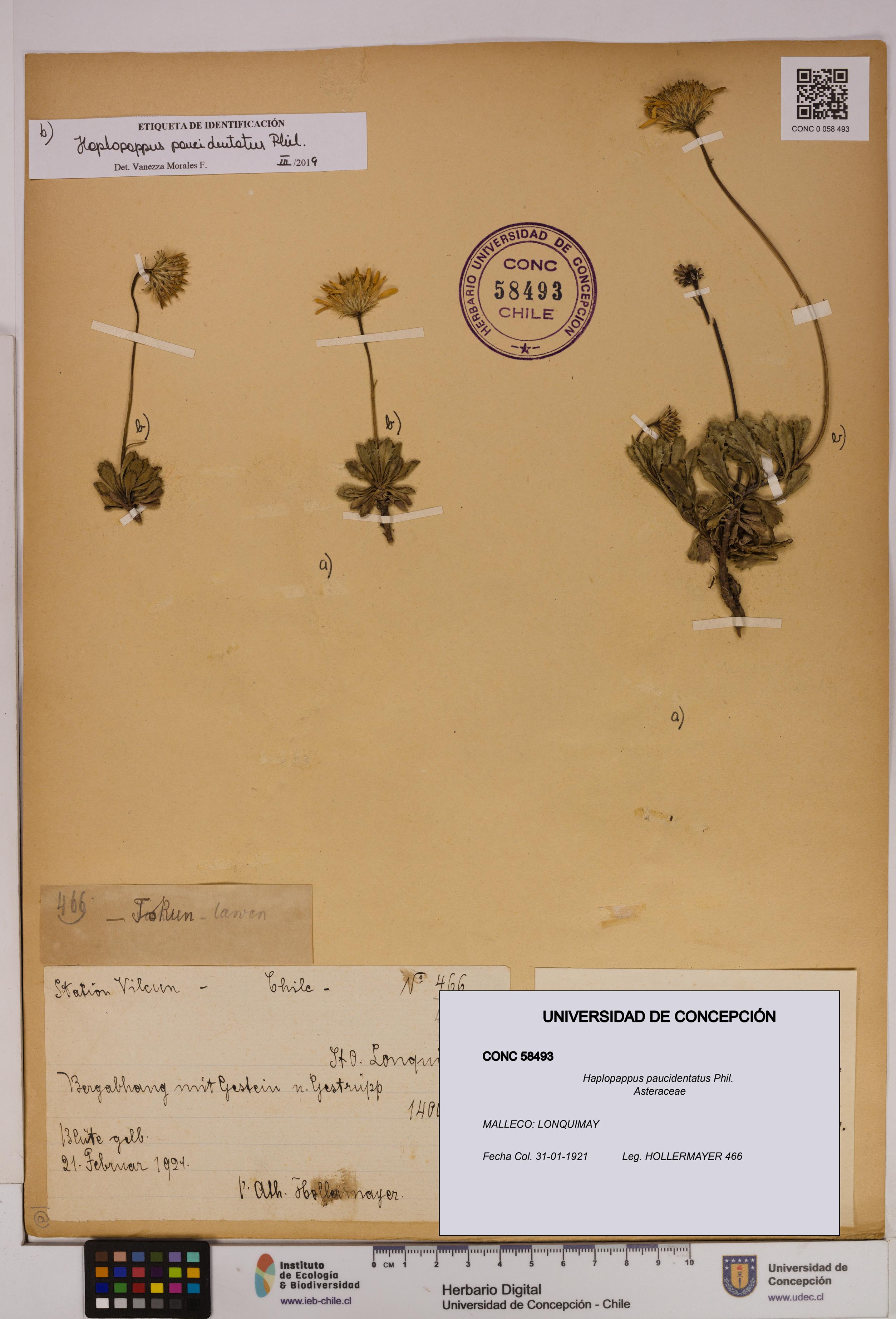 Haplopappus paucidentatus [Espécimen: UDEC:CONC:0058493]