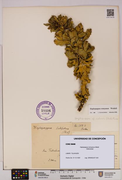Haplopappus remyanus [Espécimen: UDEC:CONC:0058496]