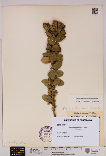 Haplopappus rengifoanus [Espécimen: UDEC:CONC:0058497]
