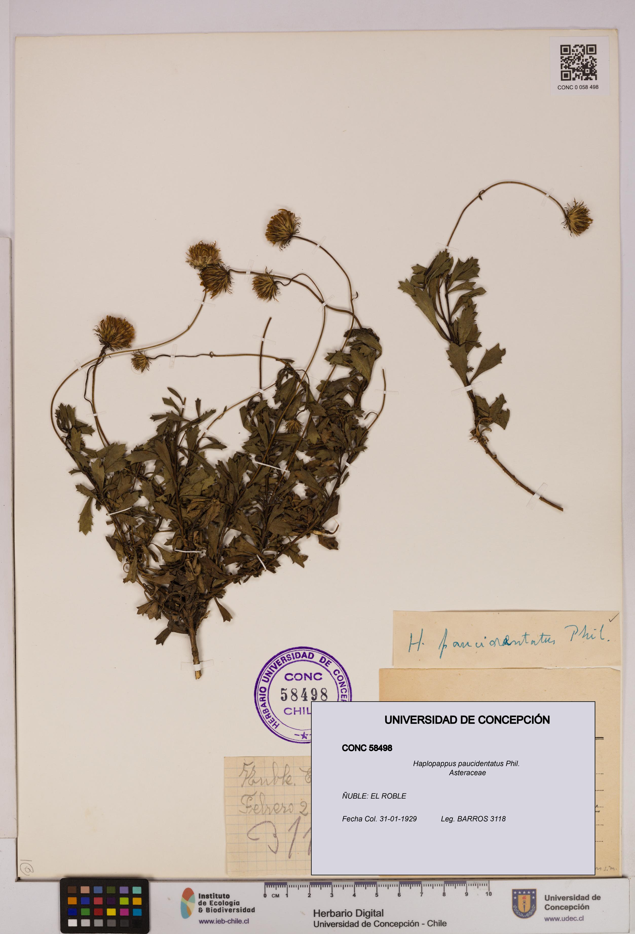 Haplopappus paucidentatus [Espécimen: UDEC:CONC:0058498]
