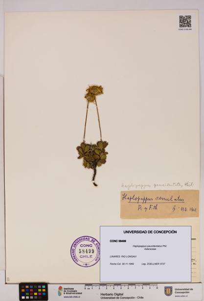 Haplopappus paucidentatus [Espécimen: UDEC:CONC:0058499]