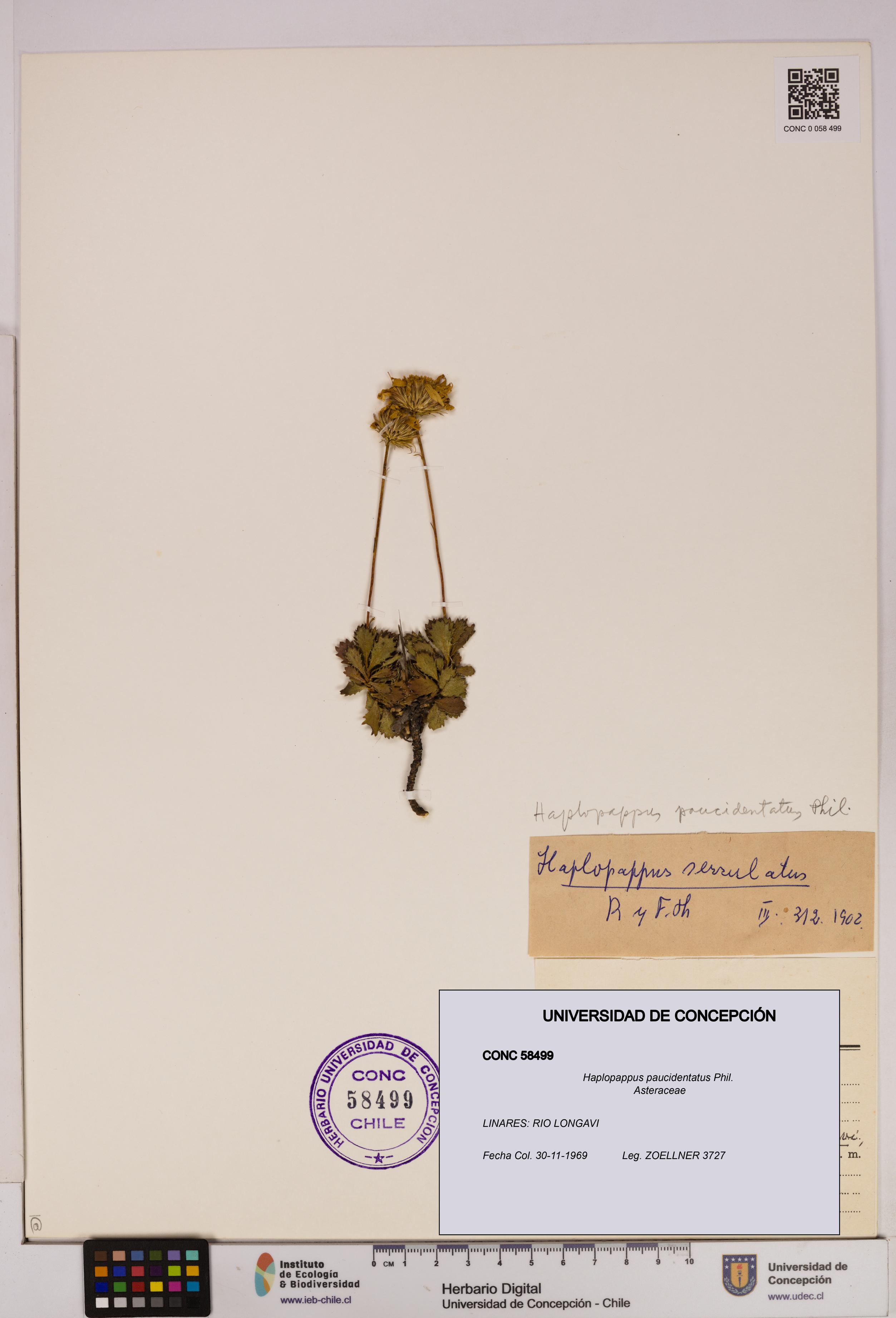 Haplopappus paucidentatus [Espécimen: UDEC:CONC:0058499]