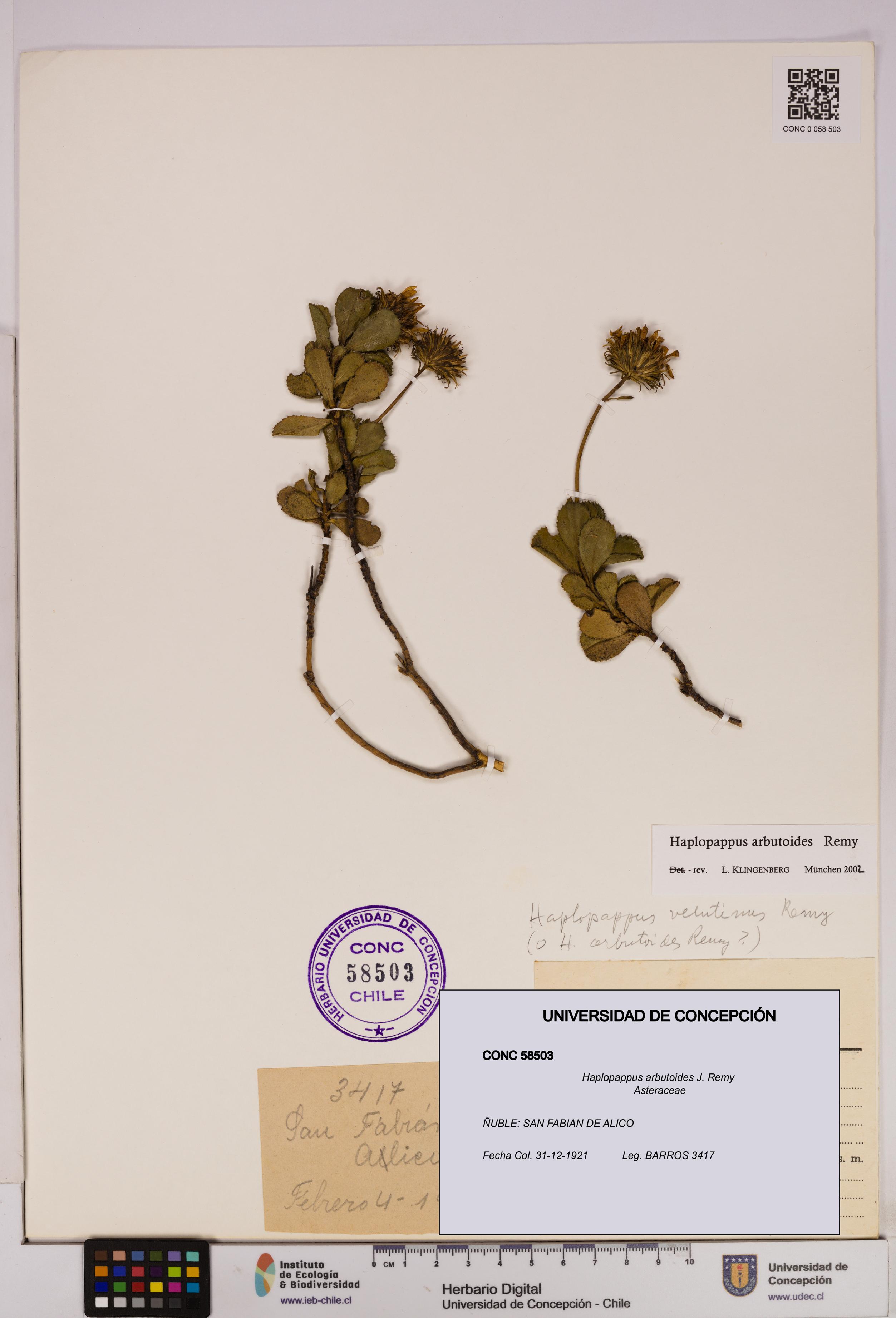 Haplopappus arbutoides [Espécimen: UDEC:CONC:0058503]