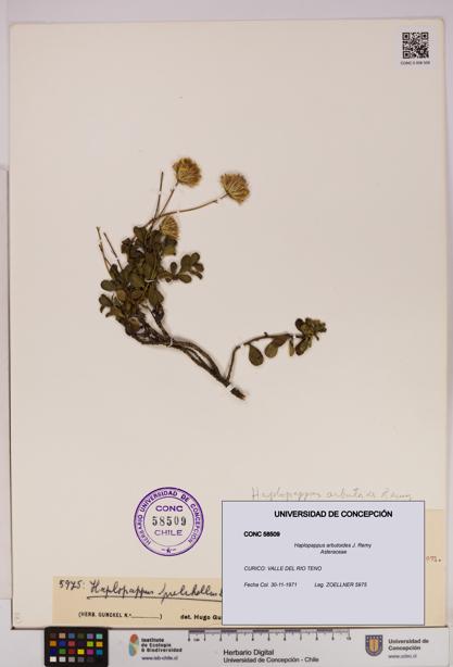 Haplopappus arbutoides [Espécimen: UDEC:CONC:0058509]