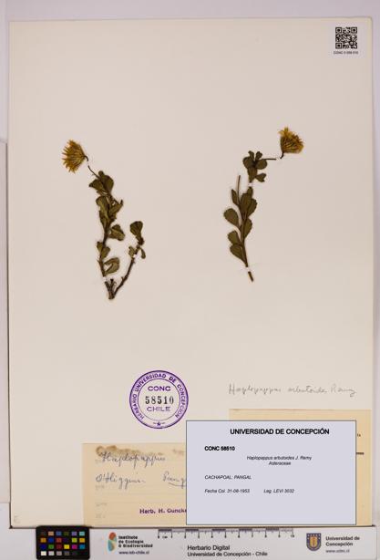 Haplopappus arbutoides [Espécimen: UDEC:CONC:0058510]