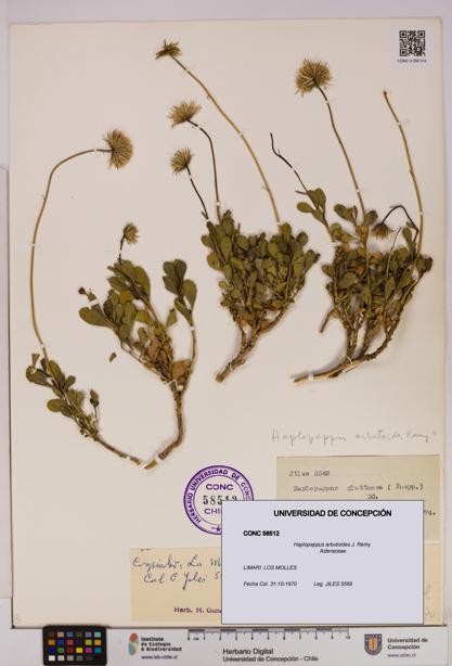 Haplopappus arbutoides [Espécimen: UDEC:CONC:0058512]