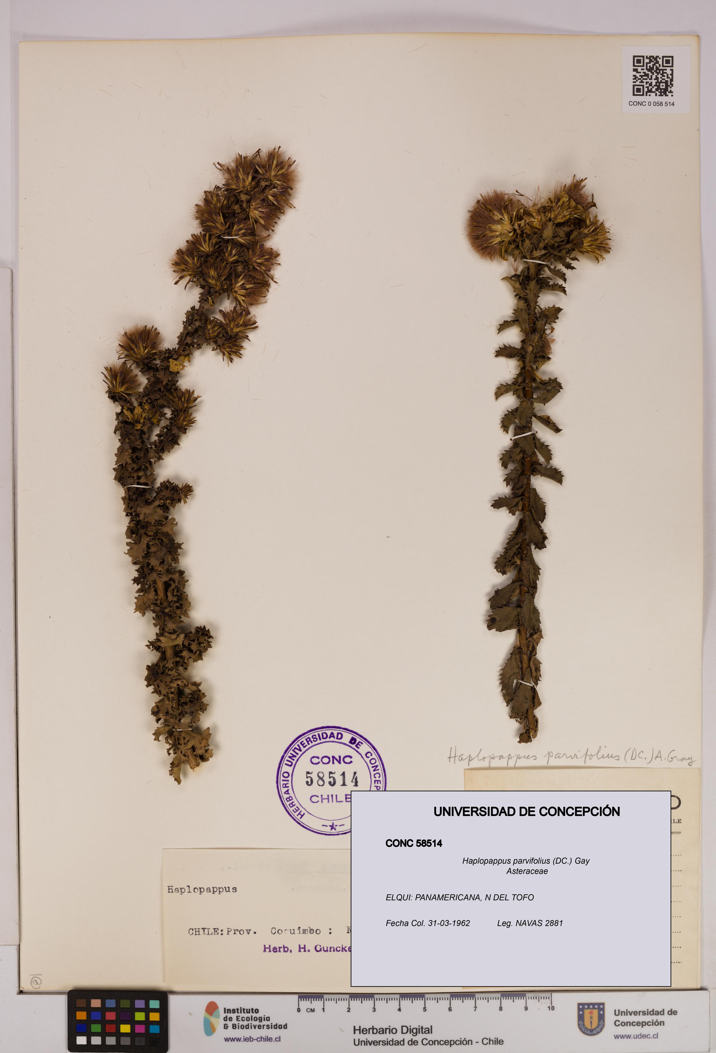 Haplopappus parvifolius [Espécimen: UDEC:CONC:0058514]