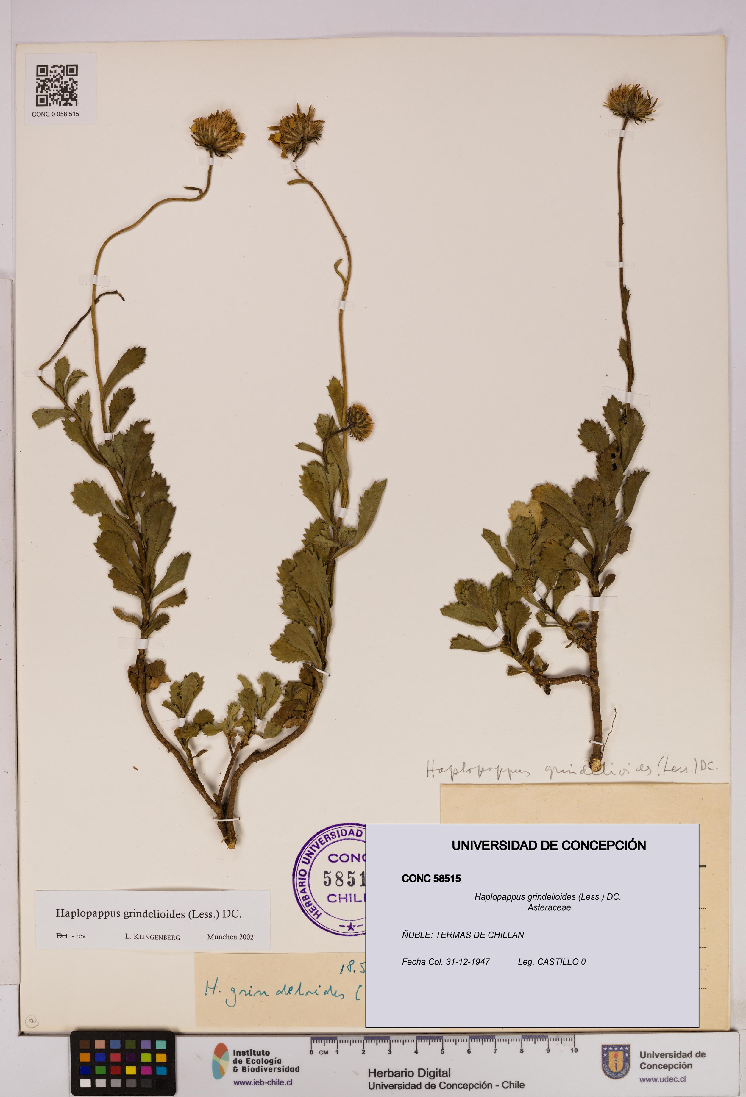 Haplopappus grindelioides [Espécimen: UDEC:CONC:0058515]