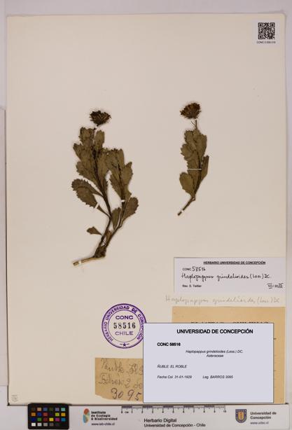 Haplopappus grindelioides [Espécimen: UDEC:CONC:0058516]
