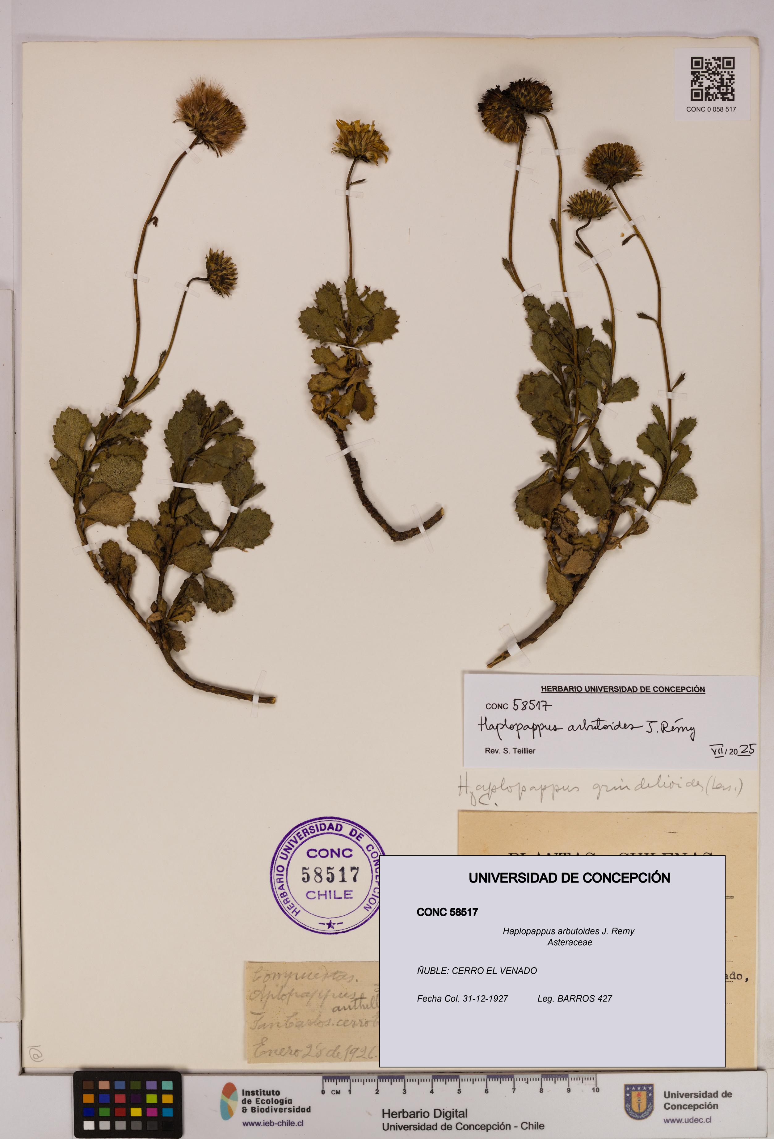 Haplopappus arbutoides [Espécimen: UDEC:CONC:0058517]