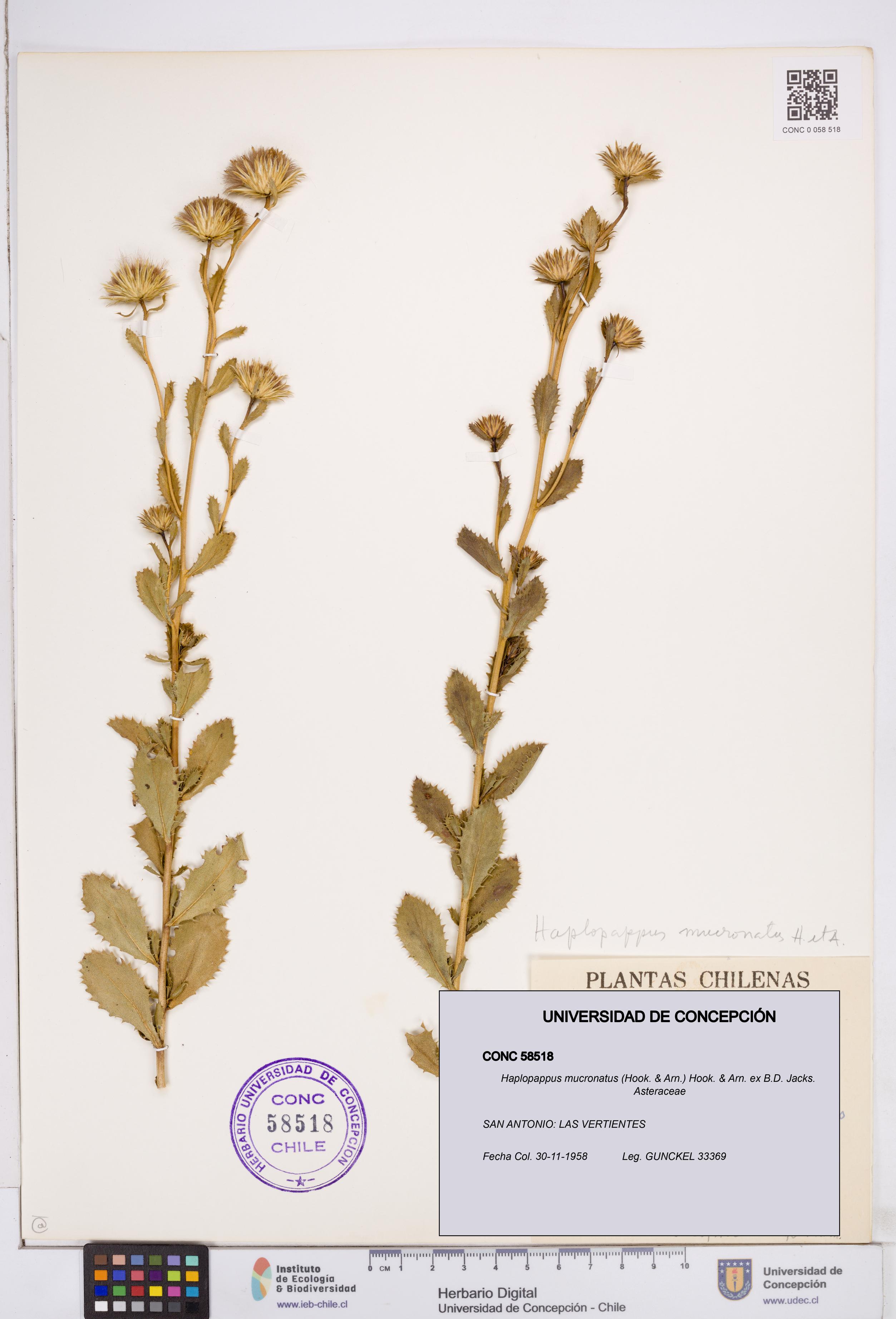 Haplopappus mucronatus [Espécimen: ]