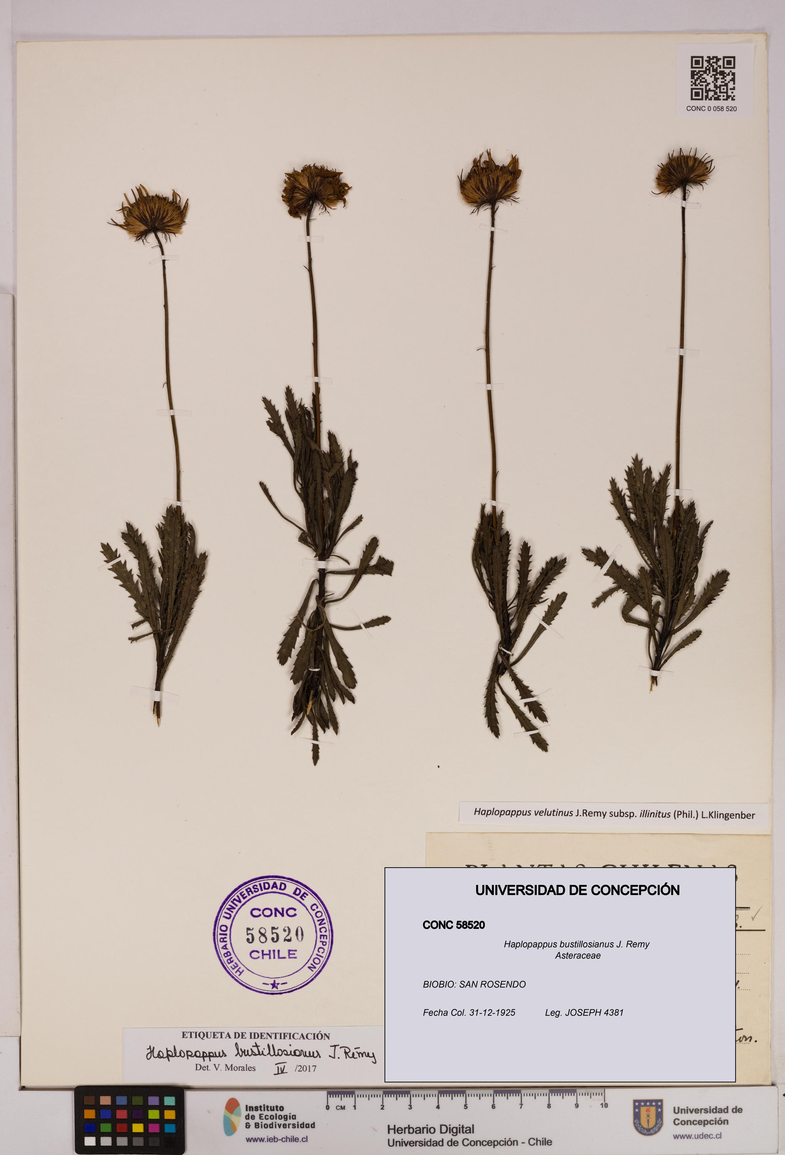 Haplopappus bustillosianus [Espécimen: UDEC:CONC:0058520]
