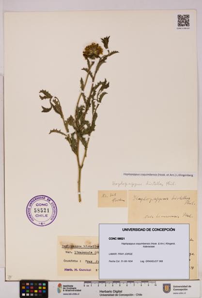 Haplopappus coquimbensis [Espécimen: UDEC:CONC:0058521]