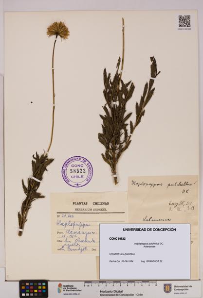 Haplopappus pulchellus [Espécimen: UDEC:CONC:0058522]