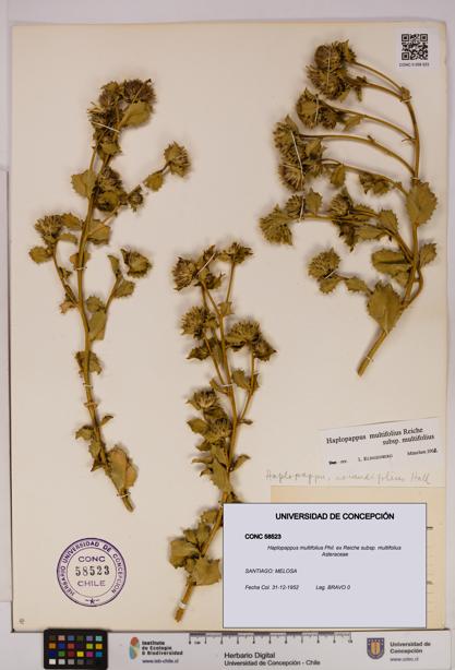 Haplopappus multifolius subsp. multifolius [Espécimen: UDEC:CONC:0058523]