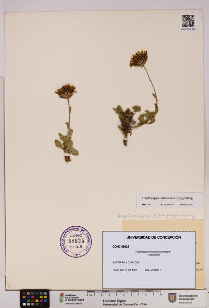 Haplopappus undulatus [Espécimen: UDEC:CONC:0058525]