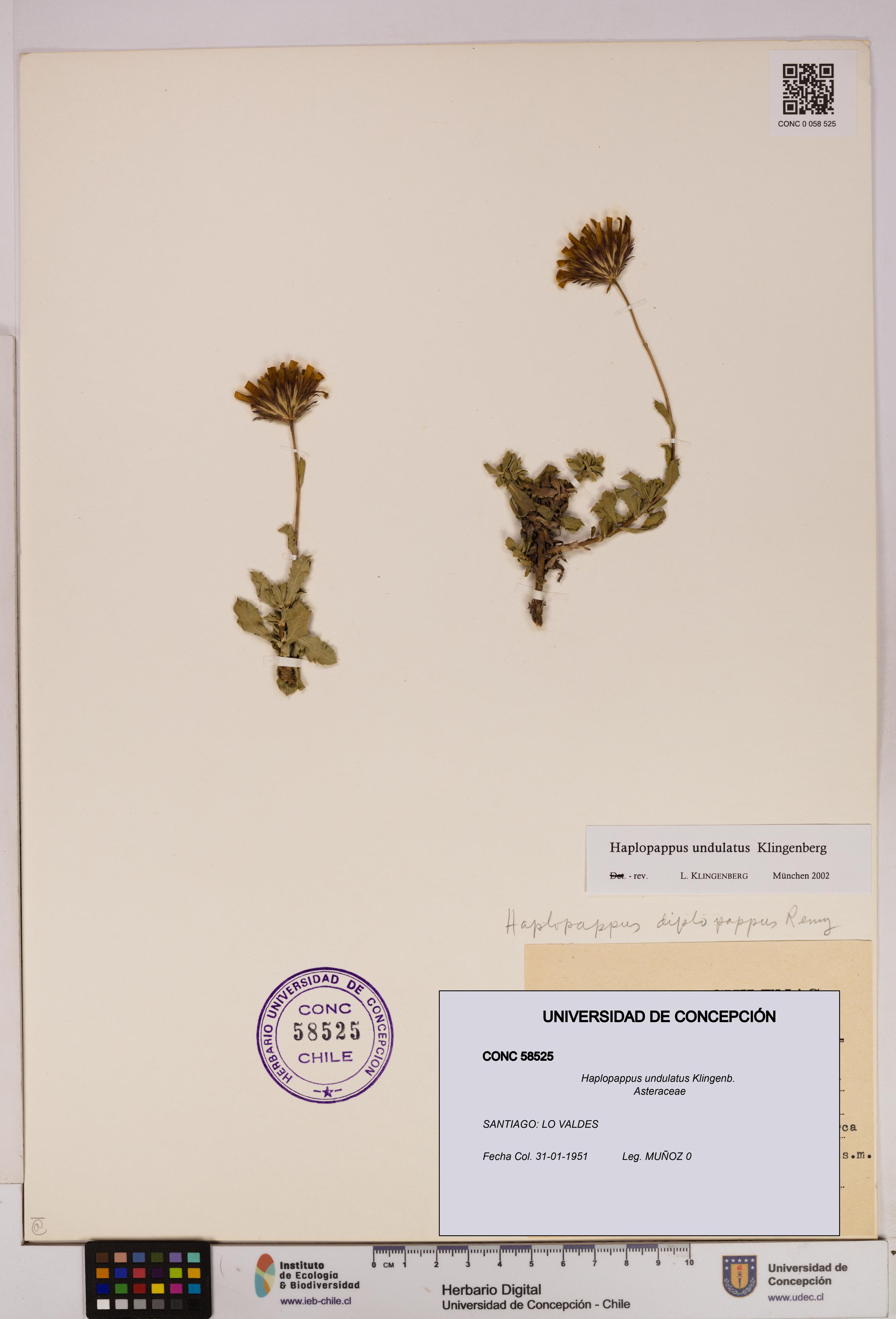 Haplopappus undulatus [Espécimen: UDEC:CONC:0058525]