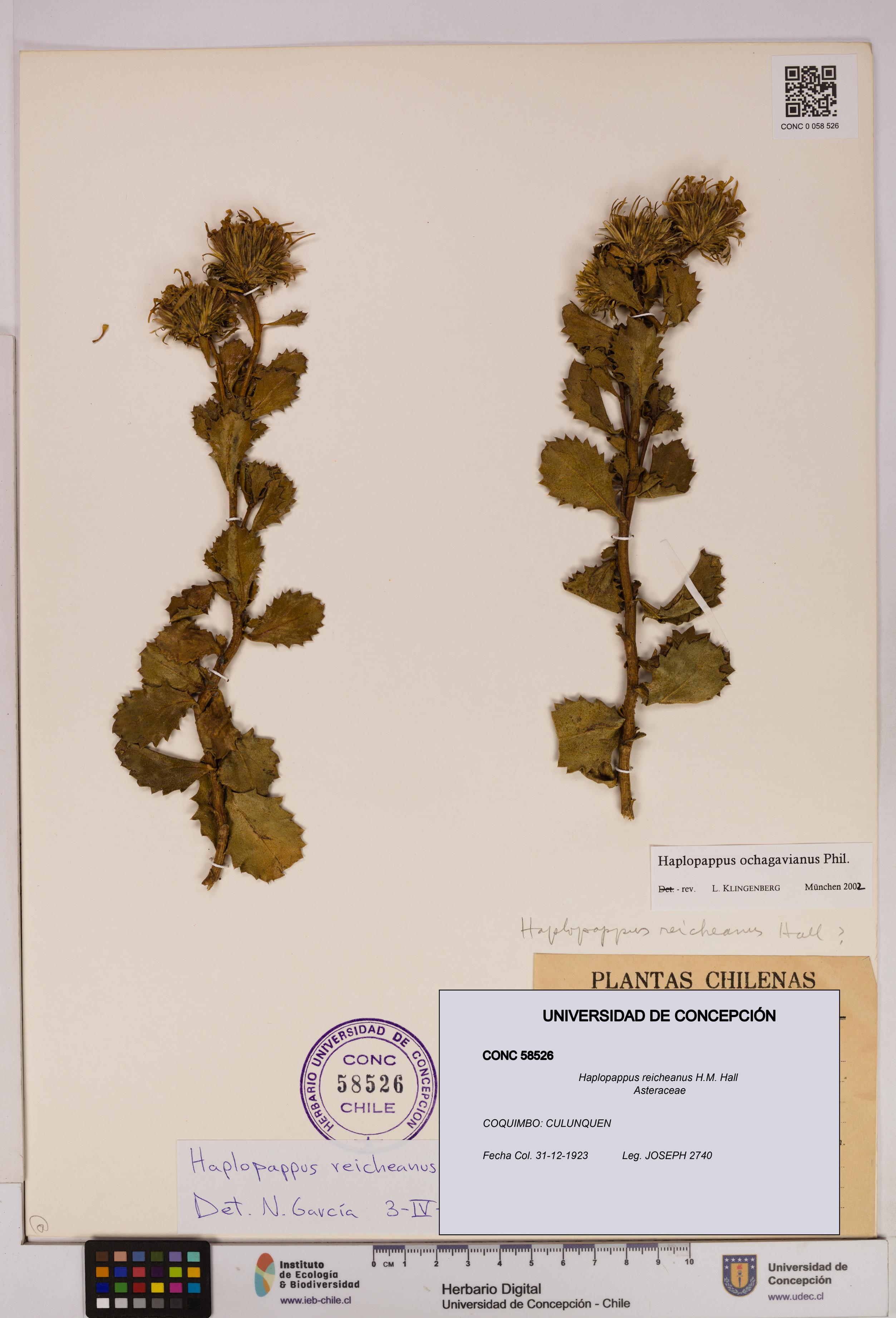 Haplopappus reicheanus [Espécimen: UDEC:CONC:0058526]