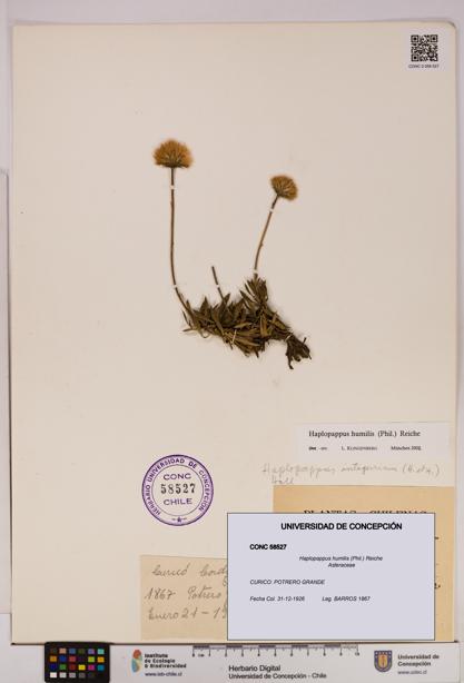 Haplopappus humilis [Espécimen: UDEC:CONC:0058527]