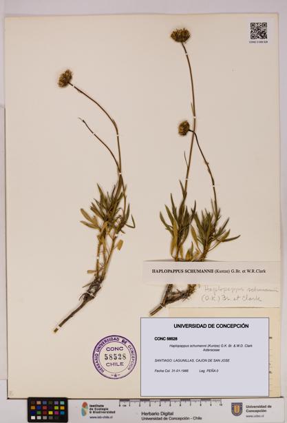 Haplopappus schumannii [Espécimen: UDEC:CONC:0058528]
