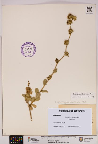 Haplopappus deserticola [Espécimen: UDEC:CONC:0058529]