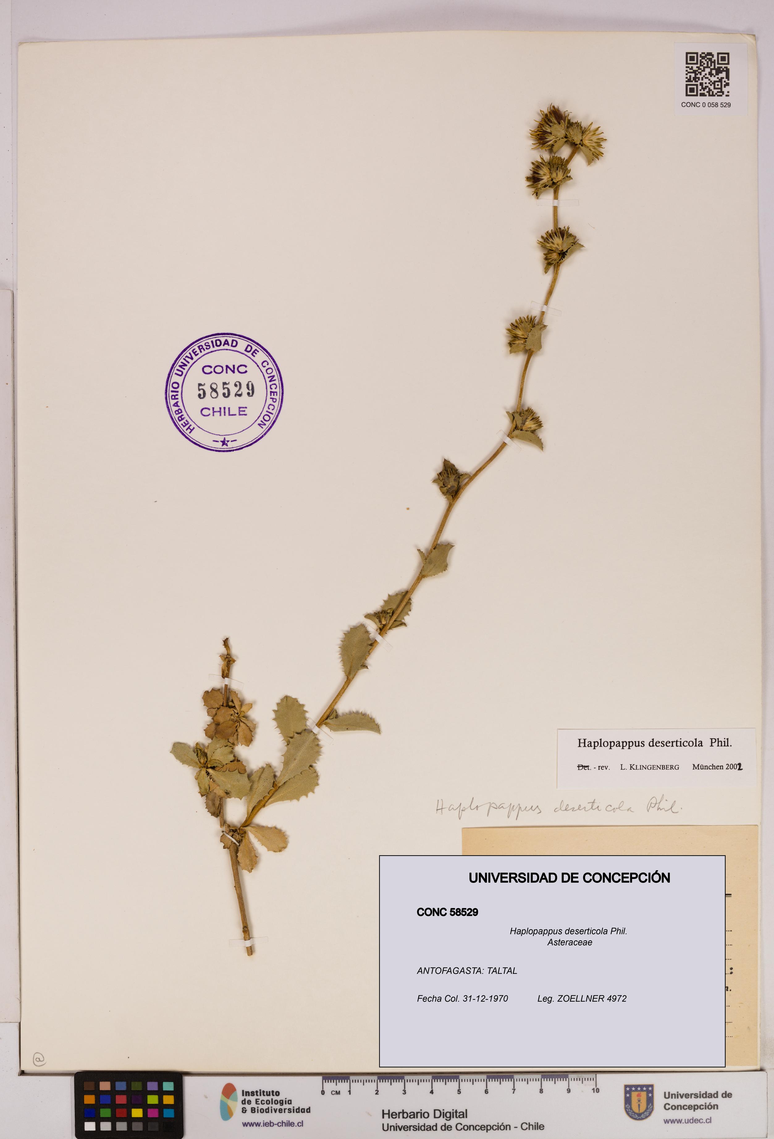 Haplopappus deserticola [Espécimen: UDEC:CONC:0058529]