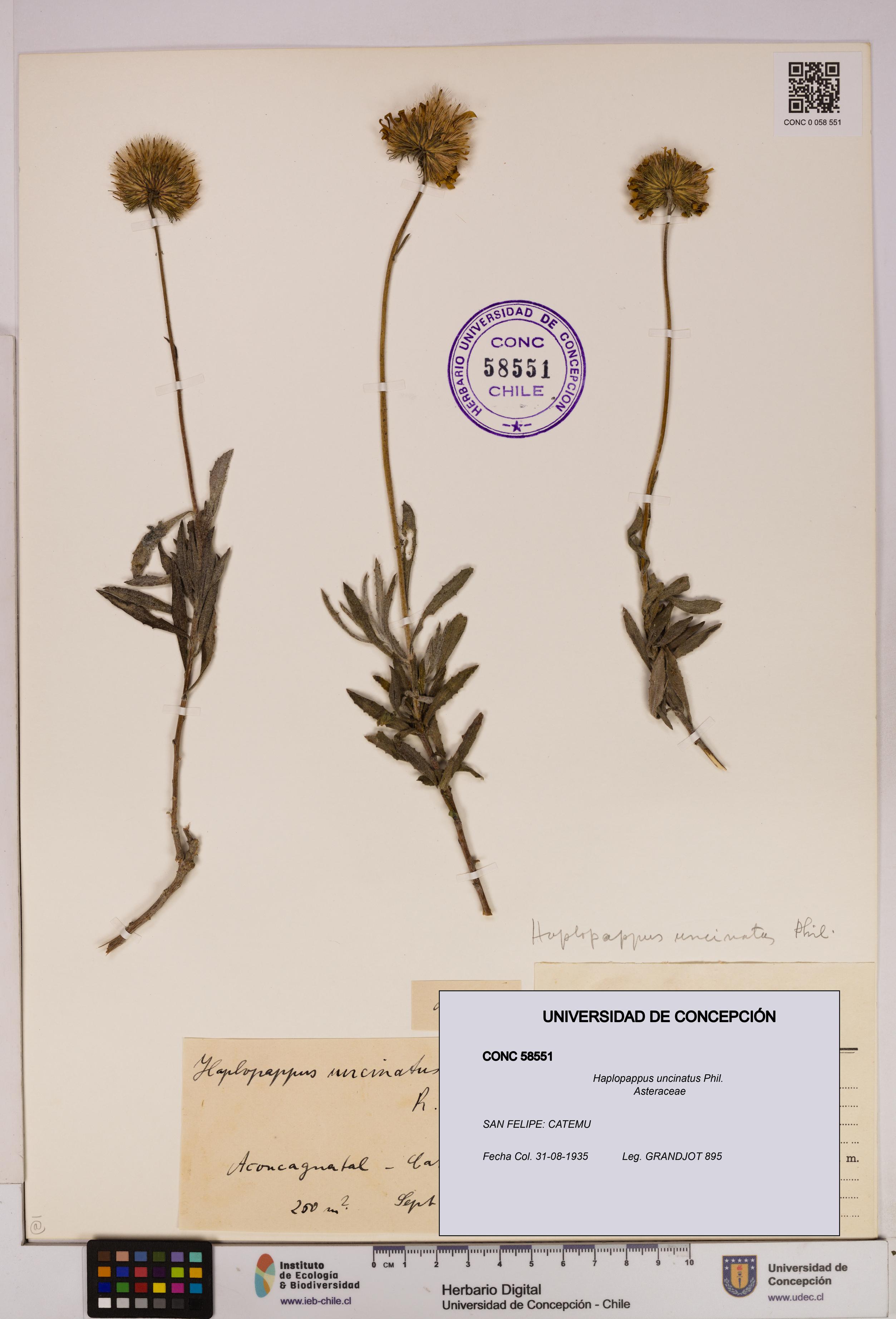 Haplopappus uncinatus [Espécimen: UDEC:CONC:0058551]