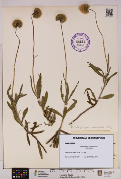 Haplopappus uncinatus [Espécimen: UDEC:CONC:0058553]