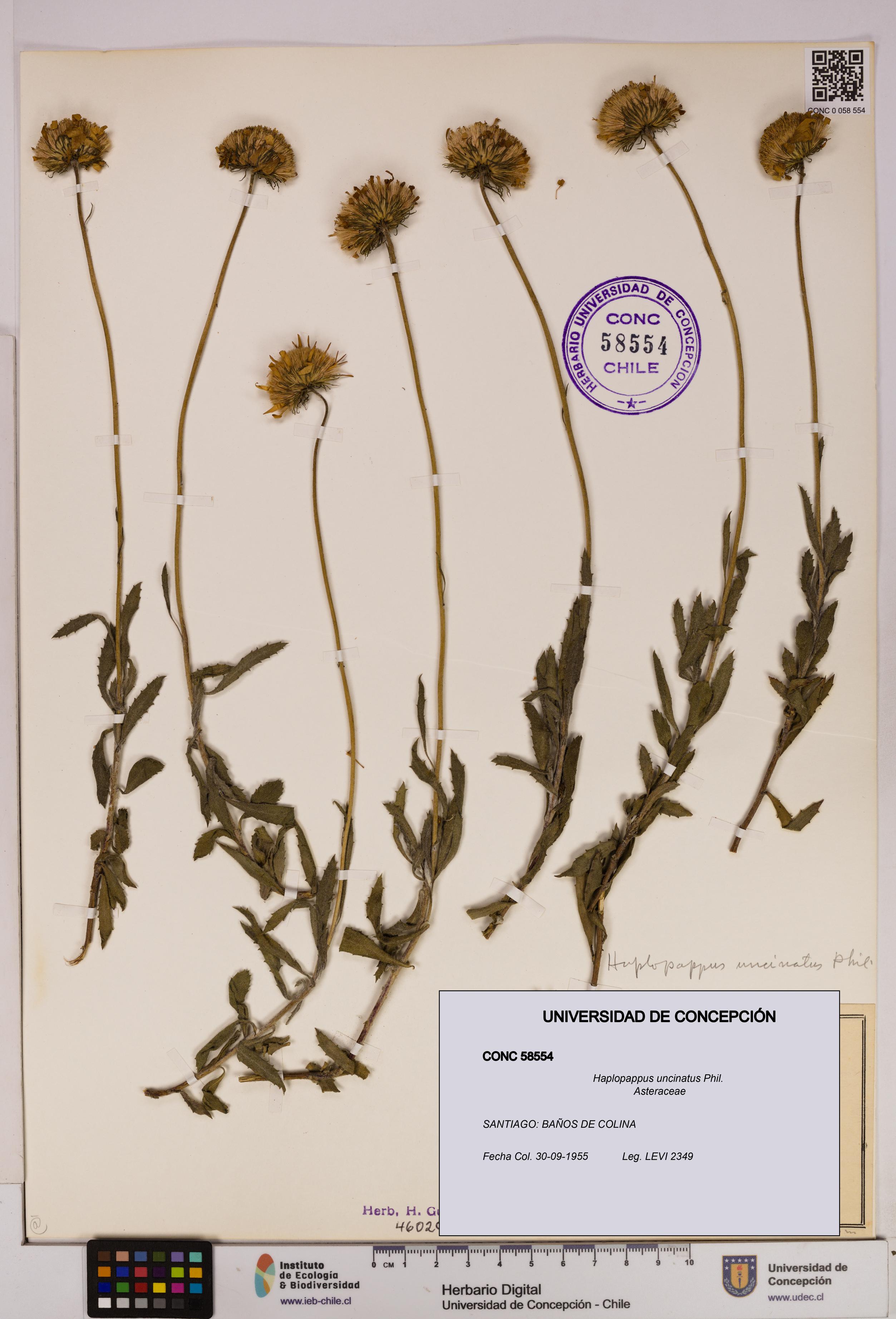 Haplopappus uncinatus [Espécimen: UDEC:CONC:0058554]
