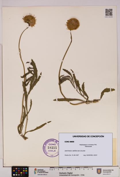 Haplopappus uncinatus [Espécimen: UDEC:CONC:0058555]