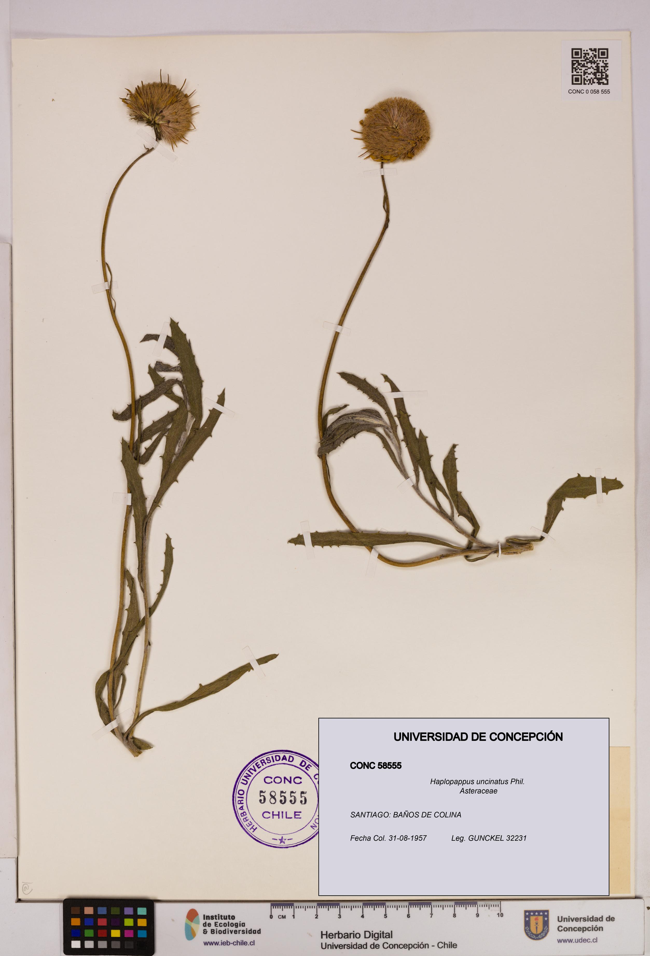 Haplopappus uncinatus [Espécimen: UDEC:CONC:0058555]
