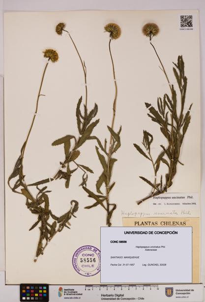 Haplopappus uncinatus [Espécimen: UDEC:CONC:0058556]
