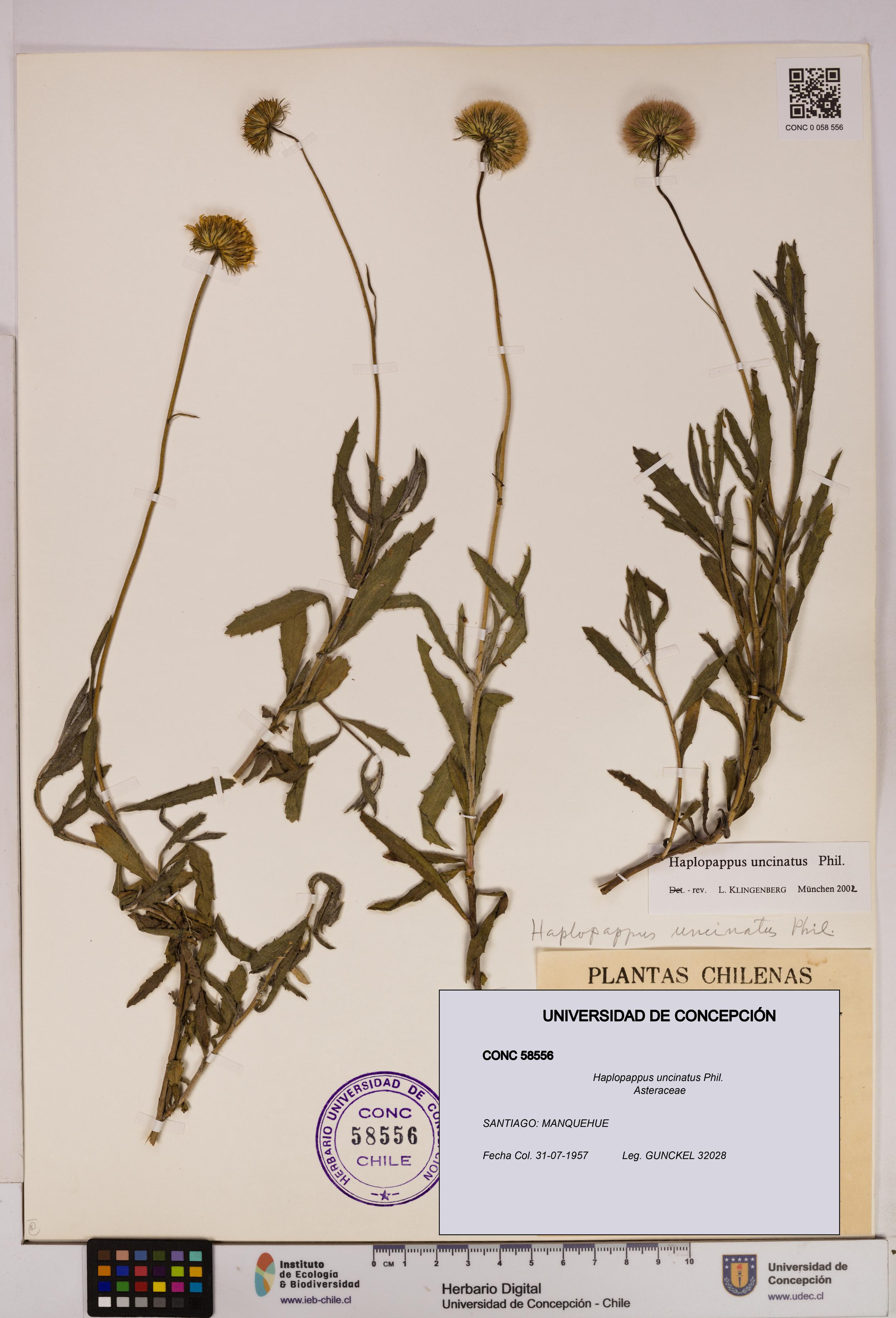 Haplopappus uncinatus [Espécimen: UDEC:CONC:0058556]