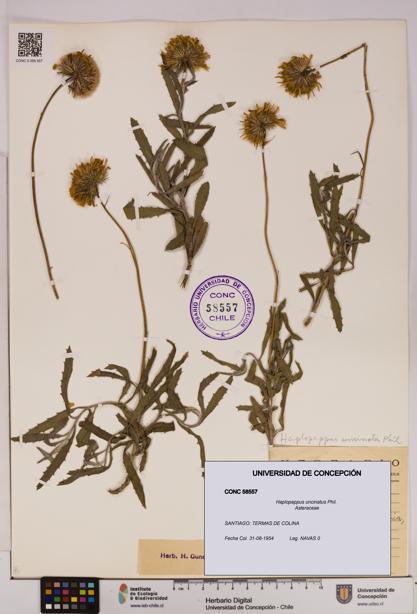 Haplopappus uncinatus [Espécimen: UDEC:CONC:0058557]