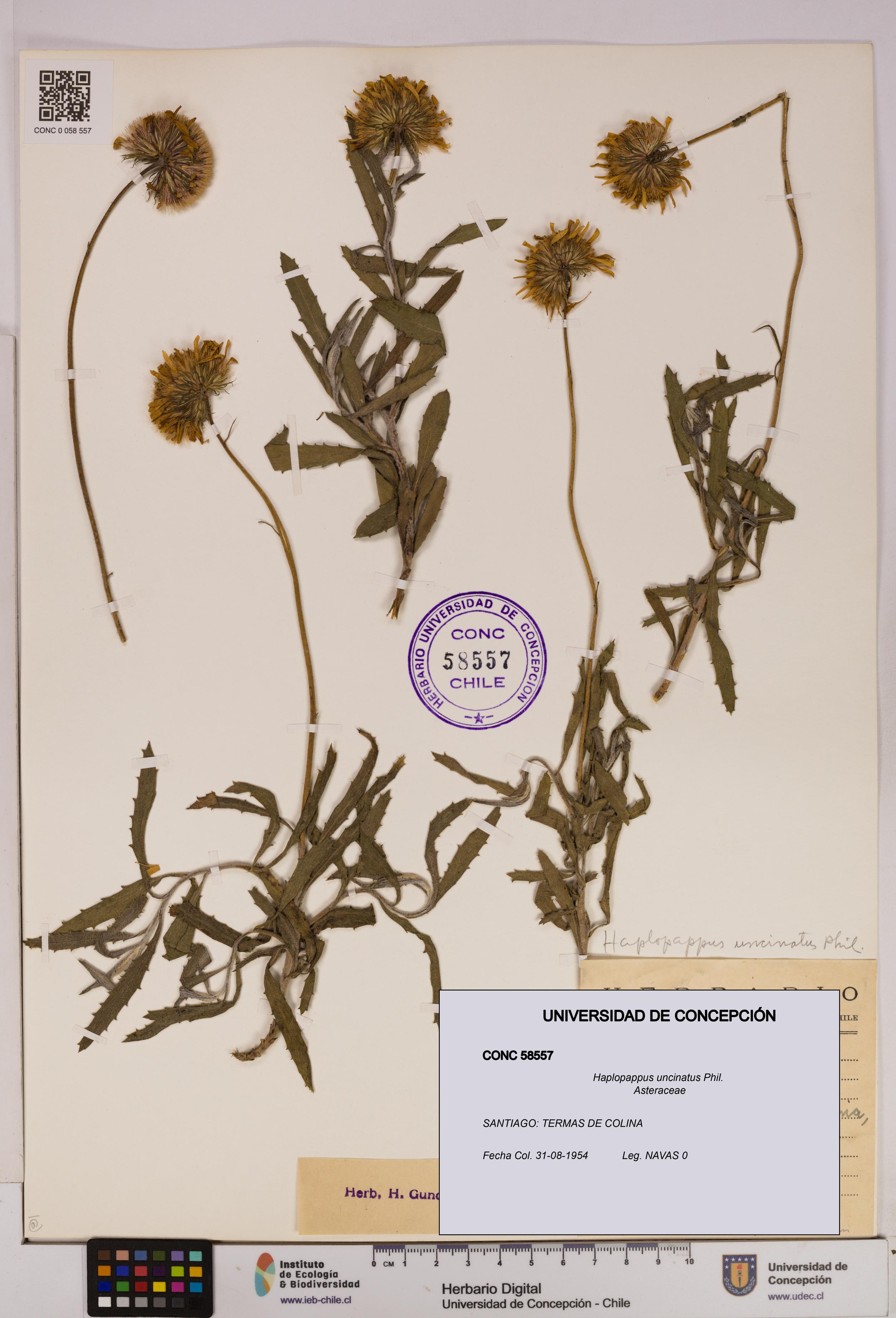 Haplopappus uncinatus [Espécimen: UDEC:CONC:0058557]